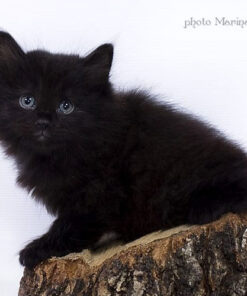 Croody longhair Kurilian Bobtail