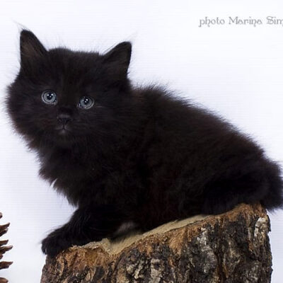 Croody longhair Kurilian Bobtail