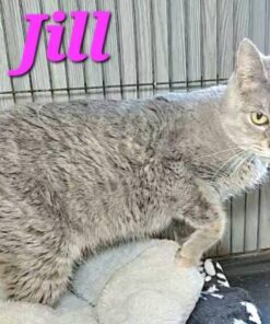 Jill