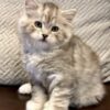 Lili