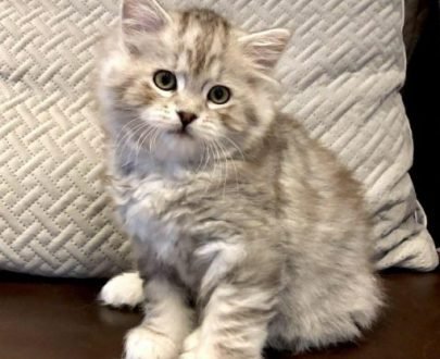 Lili