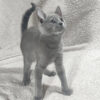 Wilma