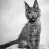 Merlin