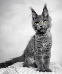 Merlin